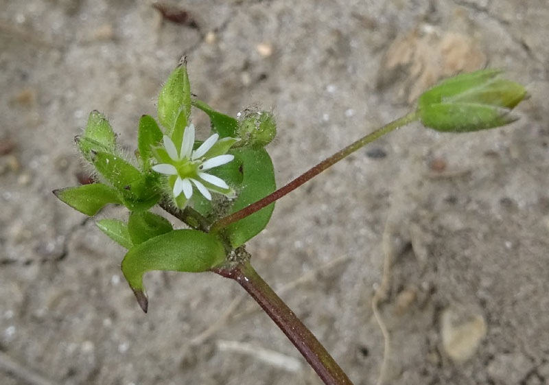 Stellaria media - Caryophyllaceae